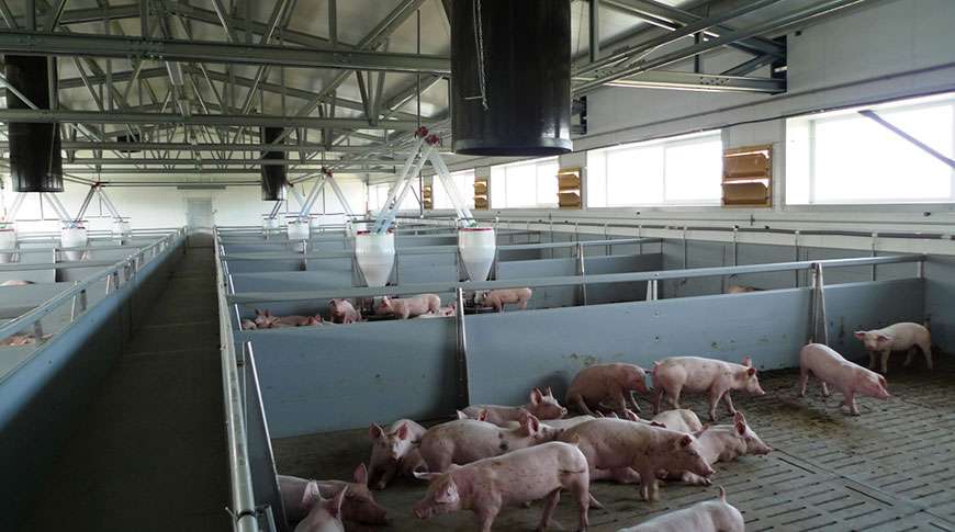 pig farms steel buildings metal frame halls