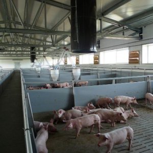 angepasste Schweinefarmen